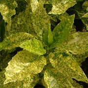 'Golden King' is a compact evergreen shrub with large leaves blotched with golden-yellow. Aucuba japonica 'Golden King' added by Shoot)
