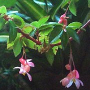B. fuchsioides has small, rich glossy green leaves and pendulous, fuchsia-like pink or red flowers. Begonia fuchsioides added by Shoot)