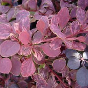 'Rose Glow' is a dense deciduous shrub with bronze-purple leaves becoming redder in autumn. It bears red berries in autumn. Berberis thunbergii 'Rose Glow' added by Shoot)