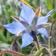Borago officinalis added by Shoot)