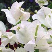 'Madonna' is a tender evergreen climber with ovate leaves and clusters of papery white bracts around small white-green flowers. Bougainvillea x buttiana 'Madonna' added by Shoot)