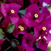 'Poulton's Special' is a tender evergreen climber with ovate leaves and clusters of papery magenta bracts around small white flowers. Bougainvillea x buttiana 'Poulton's Special' added by Shoot)