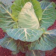 'April' is a cultivated cabbage plant with a short thick stalk and a large compact head of edible spring greens in spring. Brassica oleracea capitata 'April' added by Shoot)