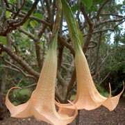 'Grand Marnier' is a large evergreen shrub or small tree with large leaves and pendulous trumpet-shaped soft peach-pink flowers scented in the evening. Brugmansia x candida 'Grand Marnier' added by Shoot)