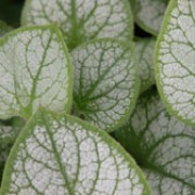 'Jack Frost' is a clump-forming perennial, with broad, hairy, heart-shaped leaves which are silver with green veins and blue forget-me-not type flowers in spring. Brunnera macrophylla 'Jack Frost' added by Shoot)