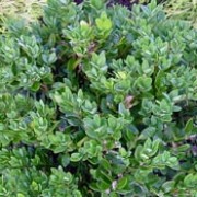Buxus sempervirens added by Shoot)