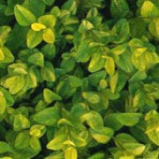 'Latifolia Maculata' is a mid-sized, compact shrub with bright yellow young leaves that become dark-green blotched with yellow when mature. 
 Buxus sempervirens 'Latifolia Maculata' added by Shoot)