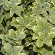 'Marginata' is a dwarf, compact shrub with showy cream variegation. Buxus sempervirens 'Marginata' added by Shoot)