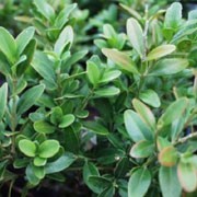 'Suffruticosa' is a small, evergreen shrub with shiny dark-green leaves.  It bears insignificant pale-yellow flowers. Buxus sempervirens 'Suffruticosa' added by Shoot)