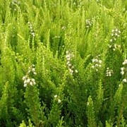 'Beoley Gold' is a compact evergreen shrub with bright yellow foliage and small white flowers. Calluna vulgaris 'Beoley Gold' added by Shoot)