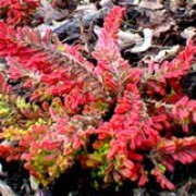 'Wickwar Flame' is a mat-forming evergreen shrub with  yellow and orange foliage in summer, turning reddish-orange in winter.  Mauve-pink flowers in late summer. Calluna vulgaris 'Wickwar Flame' added by Shoot)