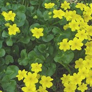 Caltha palustris added by Shoot)