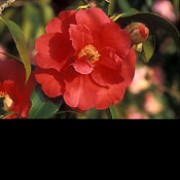 'Royalty' is a small, open, lax, evergreen shrub with dark-green, glossy leaves.  It bears very large, light-red flowers in spring. Camellia 'Royalty' added by Shoot)
