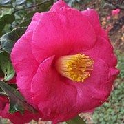 'Akashigata' is a dense, mid-sized, evergreen shrub with dark-green, glossy leaves.  It bears deep-pink flowers in spring. Camellia japonica 'Akashigata' added by Shoot)