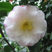 'Doctor Tinsley' is a compact, mid-sized, evergreen shrub with glossy, dark-green leaves.  It bears pink-tinged, white, semi-double flowers in spring.
 Camellia japonica 'Doctor Tinsley' added by Shoot)