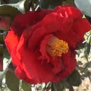  'Grand Slam' is an open, evergreen shrub wth glossy, dark-green leaves.  It bears anemone-form or semi-double, dark-red flowers in spring. Camellia japonica 'Grand Slam' added by Shoot)