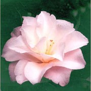 'Hagoromo' is a mid-sized, spreading, evergreen shrub with dark-green, twisted, glossy leaves.  It bears pale-pink, semi-double flowers in spring. Camellia japonica 'Hagoromo' added by Shoot)