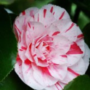 'Lavinia Maggi' is a mid-sized, evergreen shrub with glossy, dark-green leaves.  It bears white flowers with red and pink stripes in spring. Camellia japonica 'Lavinia Maggi' added by Shoot)