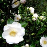 'Lovelight' is a mid-sized, evergreen shrub with large, glossy, dark-green leaves.  It bears semi-double, white flowers with yellow stamens in spring. Camellia japonica 'Lovelight' added by Shoot)