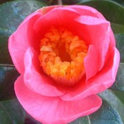 'Saint Ewe' is a mid-sized, rounded, evergreen shrub with glossy, dark-green leaves.  It bears trumpet-shaped, rose-pink flowers in spring.
 Camellia x williamsii 'Saint Ewe' added by Shoot)