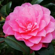 'Water Lily' is a large, upright evergreen shrub with glossy, dark-green leaves. It bears deep-pink, double flowers in spring. Camellia x williamsii 'Water Lily' added by Shoot)