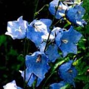 'Telham Beauty' has large, nodding, sky-blue flowers borne on slender, leafless spikes in late spring and summer with glossy green leaves. Campanula persicifolia 'Telham Beauty' added by Shoot)