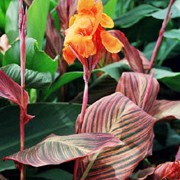 'Tropicana' is an exotic looking perennial with bold dark green, red and orange paddle-shaped leaves and bright organe iris-like flowers. Canna 'Tropicana' added by Shoot)