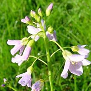Cardamine pratensis added by Shoot)