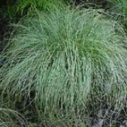 'Frosted Curls' is a comapct grass forming dense tufts of icy green leaves in low mound. The slightest breeze causes the iridescent foliage to shimmer and glow.
 Carex comans 'Frosted Curls' added by Shoot)