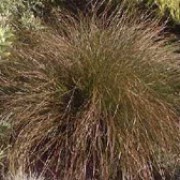 Carex flagellifera added by Shoot)