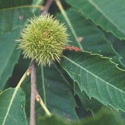 Castanea sativa added by Shoot)