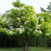 'Aurea' is a medium-sized deciduous tree with large golden-yellow leaves becoming light yellow-green in summer. White flowers form in panicles. Catalpa bignonioides 'Aurea' added by Shoot)