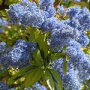 'Autumnal Blue' is a medium-sized evergreen with compact long trusses of blue flowers. Ceanothus 'Autumnal Blue' added by Shoot)
