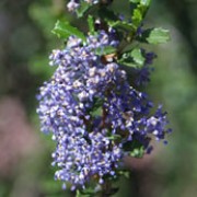 'Blue Jean' is an evergreen shrub with arching branches with narrow, dark green leaves and clusters of blue flowers. Ceanothus 'Blue Jean' added by Shoot)