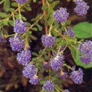 'Cascade' is a large, open, evergreen shrub with arching branches and glossy, dark-green leaves.  It bears tiny, pale-blue flowers in spring. Ceanothus 'Cascade' added by Shoot)