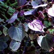 'Forest Pansy' is a large shrub with broad heart-shaped, deep red-purple leaves and small, pink flowers. The flowers are infrequent and this shrub is grown mainly for its foliage. Cercis canadensis 'Forest Pansy' added by Shoot)