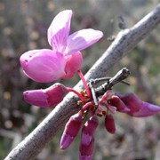 C. siliquastrum is a small, bushy, deciduous tree with heart-shaped leaves, and pink, pea-shaped flowers, followed by long, flattened purplish pods. Cercis siliquastrum added by Shoot)