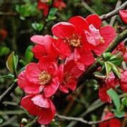 'Knap Hill Scarlet' is short, wide shrub, with glossy leaves and bright orange-scarlet flowers followed by yellow fragrant fruits. Chaenomeles x superba 'Knap Hill Scarlet' added by Shoot)
