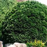 'Minima Glauca' is a dwarf, evergreen, coniferous shrub with a rounded habit.  Its foliage is dark blue-green and borne in dense, vertical sprays. Chamaecyparis lawsoniana 'Minima Glauca' added by Shoot)