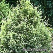 'Summer Snow' is a slow-growing, bushy, evergreen coniferous shrub with a conical habit.  Its foliage is bright cream when young turning green with age. Chamaecyparis lawsoniana 'Summer Snow' added by Shoot)