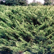 'Tamariscifolia' is a low-growing, bushy, evergreen coniferous shrub with arching branches.  Its foliage is dark-green foliage and borne in flat sprays. Chamaecyparis lawsoniana 'Tamariscifolia' added by Shoot)