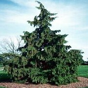 'Pendula' is a mid-sized, evergreen coniferous tree with a narrow crown and spreading main branches.  Its dark green foliage is borne in long trailing curtains when young becoming gaunt and open with age. Chamaecyparis nootkatensis 'Pendula' added by Shoot)