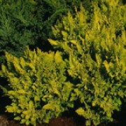 'Tetragona Aurea' is an evergreen, coniferous tree with a bushy, upright habit.  Its foliage is golden-yellow and bronze-yellow and borne in dense sprays. Chamaecyparis obtusa 'Tetragona Aurea' added by Shoot)