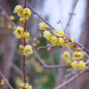 'Luteus' is a mid-sized, bushy, deciduous shrub with glossy, mid-green leaves.  It bears fragrant, yellow flowers on its bare shoots in winter.   Chimonanthus praecox var. luteus added by Shoot)