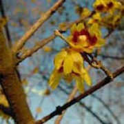 'Grandiflorus' has large deep yellow flowers with striking maroon markings inside.  Chimonathus praecox 'Grandiflorus' added by Shoot)