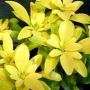 Sundance is a medium evergreen shrub with prominent glossy bright yellow leaves and clusters of fragrant white flowers. Choisya ternata 'Sundance' added by Shoot)