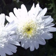 'Cameo' is a half-hardy perennial with a compact, upright habit.  Its divided foliage is dark-green.  In autumn it bears sprays of fully double, white pompon-type flowers which are yellowish centred when first open. Chrysanthemum 'Cameo' added by Shoot)