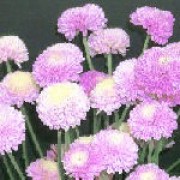 'Mavis' is a half-hardy perennial with a compact, upright habit.  Its divided foliage is dark-green.  In autumn it bears fully-double, pompom-like, pale blush-pink flowers whose florets are deeper coloured towards the tips. Chrysanthemum 'Mavis' added by Shoot)