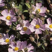 'Grayswood Pink' is a small, spreading, evergreen shrub with grey-green leaves.  It bears white-centred, pale-pink flowers in summer. Cistus 'Grayswood Pink' added by Shoot)