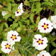 'Snow Fire' is a small, dense, rounded, evergreen shrub with mid-green leaves.  It bears white flowers blotched with maroon in summer. Cistus 'Snow Fire' added by Shoot)